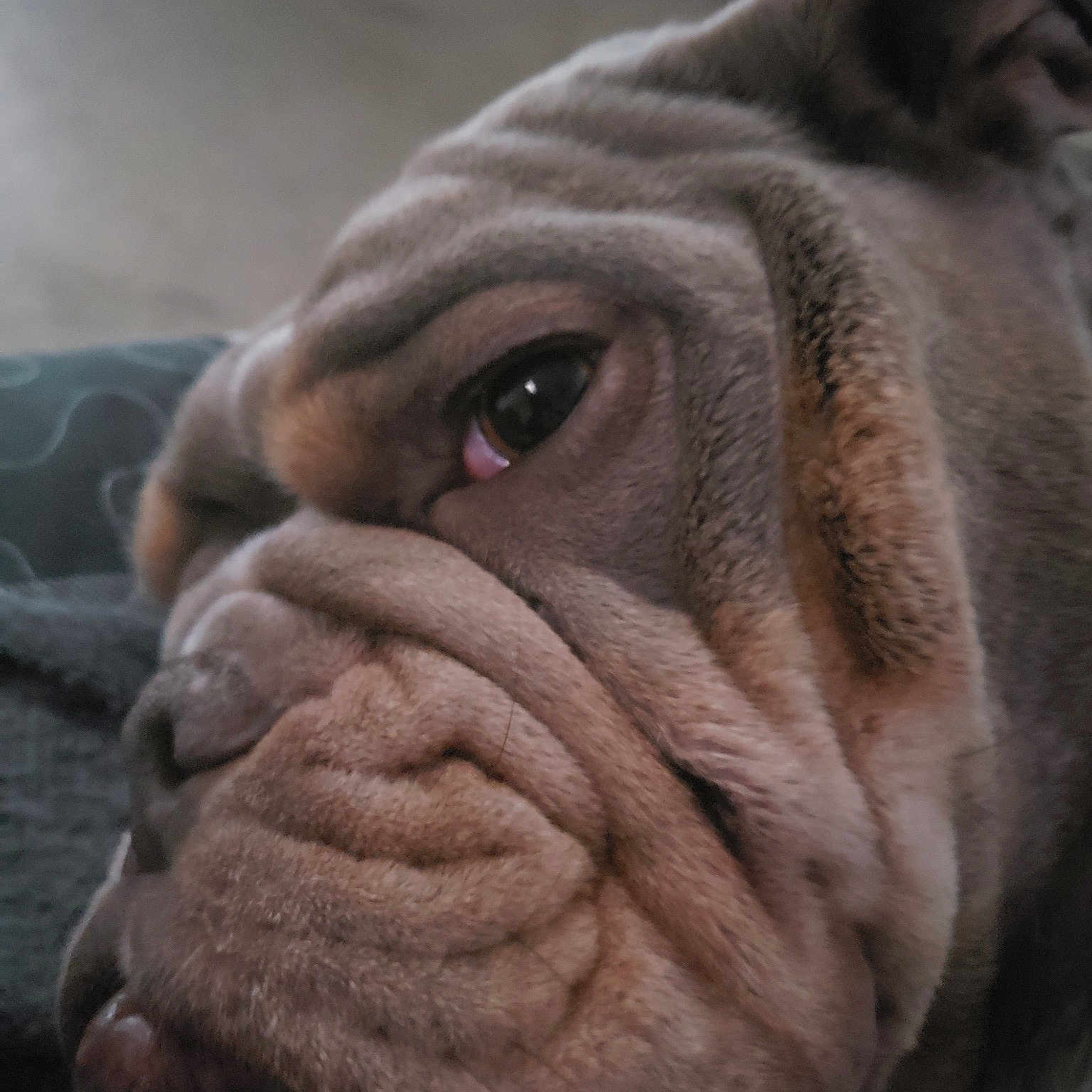 Mr. Meatball