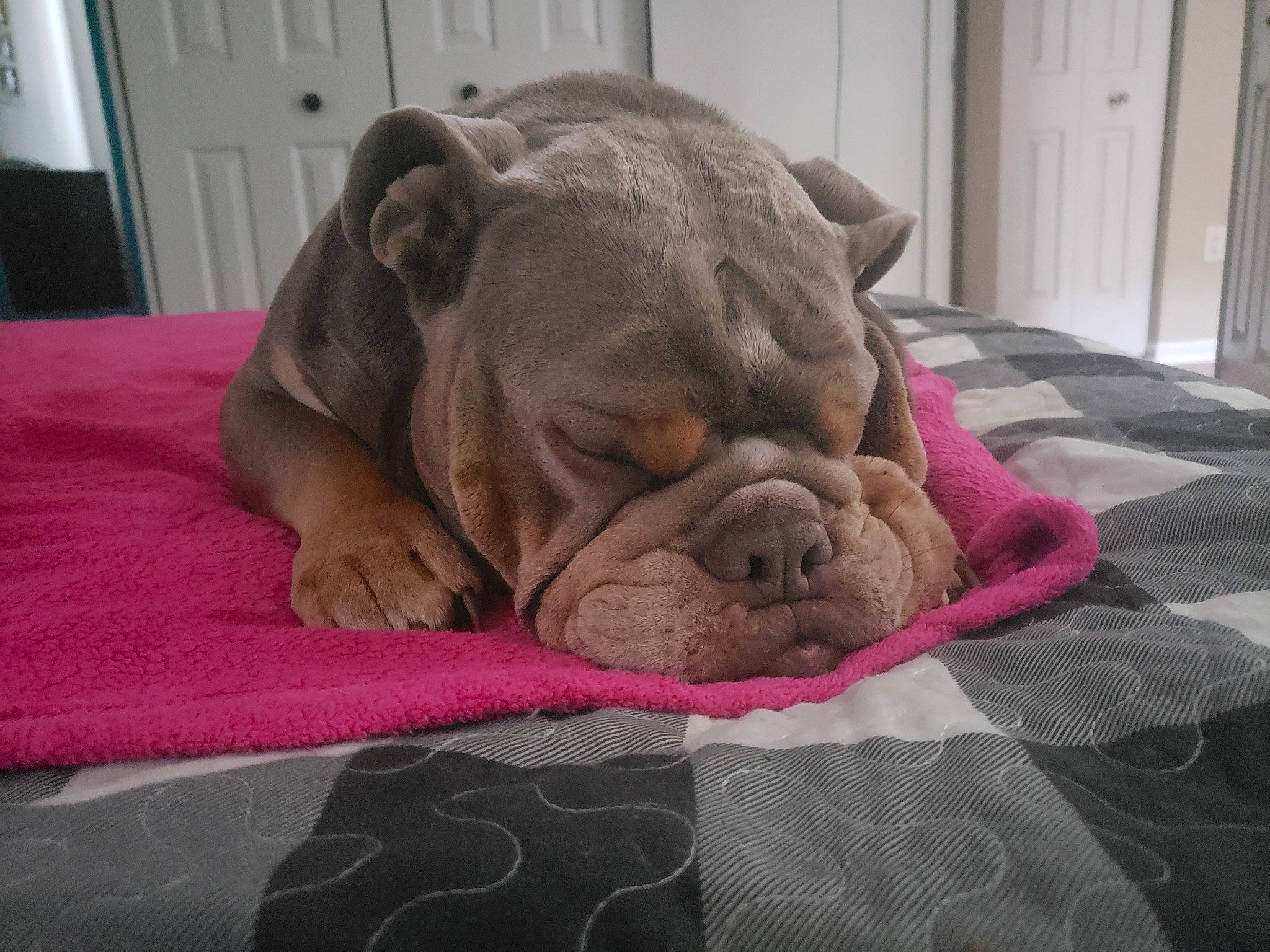 Mr. Meatball joined the competition — help win amazing prizes! bored, canidae, carnivore, comfort, companion_dog, dog, dog_breed, door, fawn, flooring, fur, linens, liver, snout, sporting_group, terrestrial_animal, whiskers, wood, working_animal, wrinkle