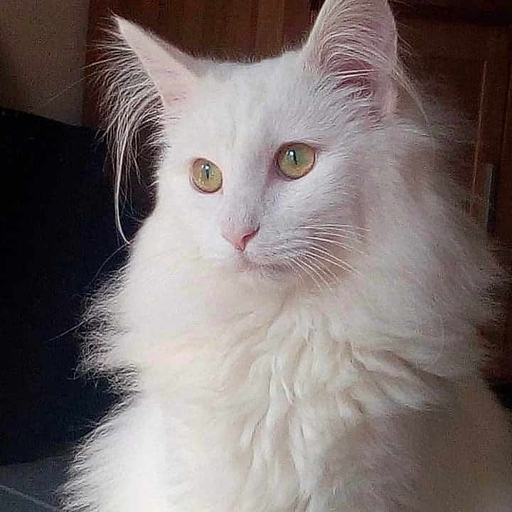 Yoda participe au concours pour gagner de l'argent avec cette photo : cat, white_cat, fluffy, long_hair, indoor, pet, animal, feline, close_up, portrait, whiskers, ears, eyes, soft_light, domestic_cat, cute, furry, mammal, looking_away, calm