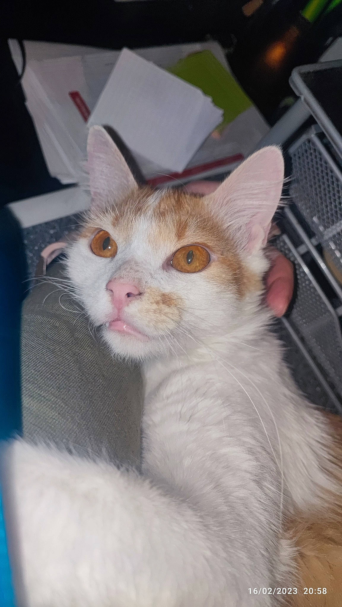 Orion participe au concours pour gagner de l'argent avec cette photo : carnivore, cat, domestic_short_haired_cat, ear, fawn, felidae, fur, small_to_medium_sized_cats, snout, whiskers