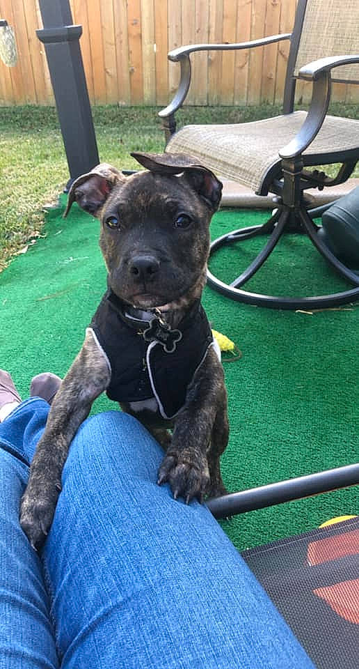 Orion is registered to the contest to win money with this photo: canidae, carnivore, collar, companion_dog, denim, dog, dog_breed, dog_collar, dog_supply, foot, guard_dog, jeans, leash, pet_supply, snout, sporting_group, whiskers, working_animal, working_dog