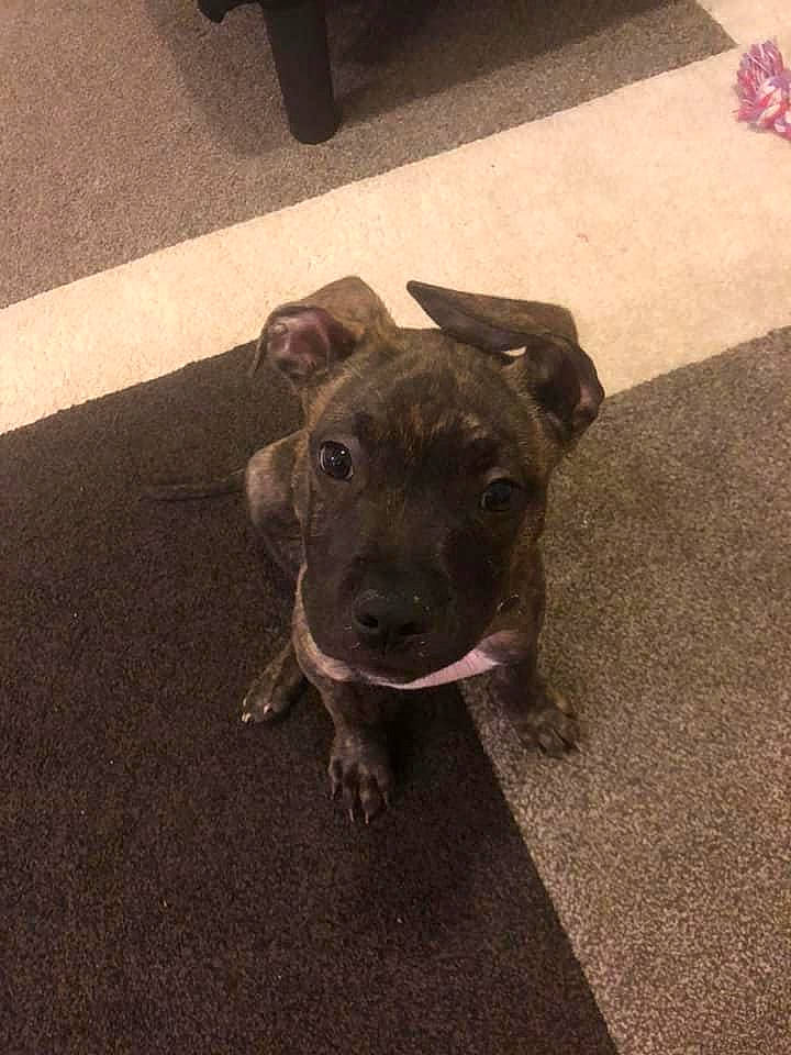 Orion joined the competition — help win amazing prizes! canidae, carnivore, carpet, companion_dog, dog, dog_breed, fawn, floor, flooring, liver, mat, shadow, snout, sporting_group, working_animal, working_dog