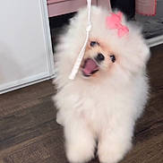 Coco Chanel joined the competition — help win amazing prizes! dog, pomeranian, puppy, fluffy, white, bow, playful, jumping, indoor, wooden_floor, string, cabinet, pink, pet, cute, small_dog, toy, fur, animal, happy