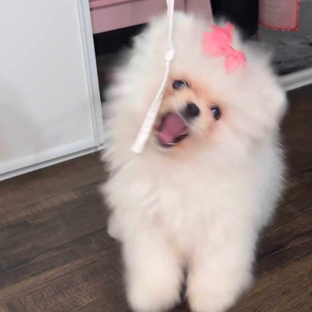 Coco Chanel joined the competition — help win amazing prizes! dog, pomeranian, puppy, fluffy, white, bow, playful, jumping, indoor, wooden_floor, string, cabinet, pink, pet, cute, small_dog, toy, fur, animal, happy