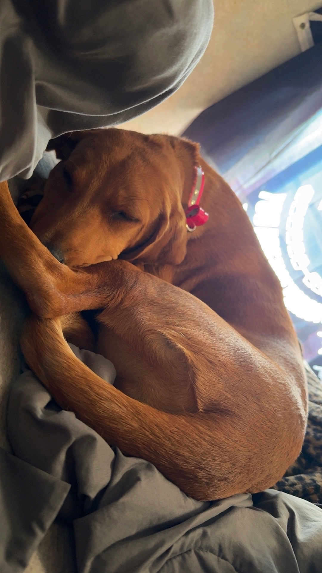 Luna joined the competition — help win amazing prizes! dog, brown_dog, sleeping, curled_up, blanket, indoor, cozy, relaxed, pet, collar, fur, nap, resting, comfort, animal, canine, close_up, domestic_animal, bedroom, window_light