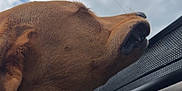 Luna is registered to the contest to win money with this photo: dog, brown_dog, car_interior, window, sky, clouds, outdoor, pet, canine, closeup, side_view, animal, snout, ears, fur, daylight, travel, road_trip, happy, nature