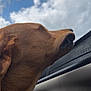 dog, brown_dog, car_interior, window, sky, clouds, outdoor, pet, canine, closeup, side_view, animal, snout, ears, fur, daylight, travel, road_trip, happy, nature