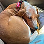 Luna joined the competition — help win amazing prizes! dog, canine, pet, car_interior, seat, leather_seat, collar, pink_collar, sunlight, nap, curled_up, brown_dog, sleepy, resting, animal, fur, domestic_animal, vehicle, seatbelt_buckle, closeup