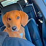 Luna joined the competition — help win amazing prizes! dog, puppy, car, leather_seat, pet, animal, brown_fur, inside, window, seat_belt, head, ears, nose, looking, young, cute, domestic_animal, transportation, daytime, passenger_seat