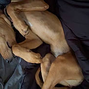 Luna joined the competition — help win amazing prizes! dog, sleeping, bed, blanket, brown_dog, curled_up, resting, indoors, cozy, pet, fur, paw, relaxed, animal, canine, comfort, snuggled, domestic, quiet, nap