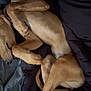 dog, sleeping, bed, blanket, brown_dog, curled_up, resting, indoors, cozy, pet, fur, paw, relaxed, animal, canine, comfort, snuggled, domestic, quiet, nap
