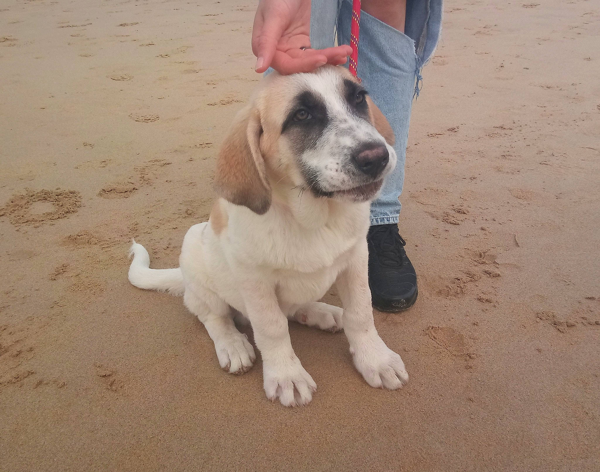 Bailey participe au concours pour gagner de l'argent avec cette photo : beach, carnivore, collar, companion_dog, dog, dog_breed, dog_collar, dog_supply, foot, non_sporting_group, paw, sand, singing_sand, tail, working_animal, wrinkle