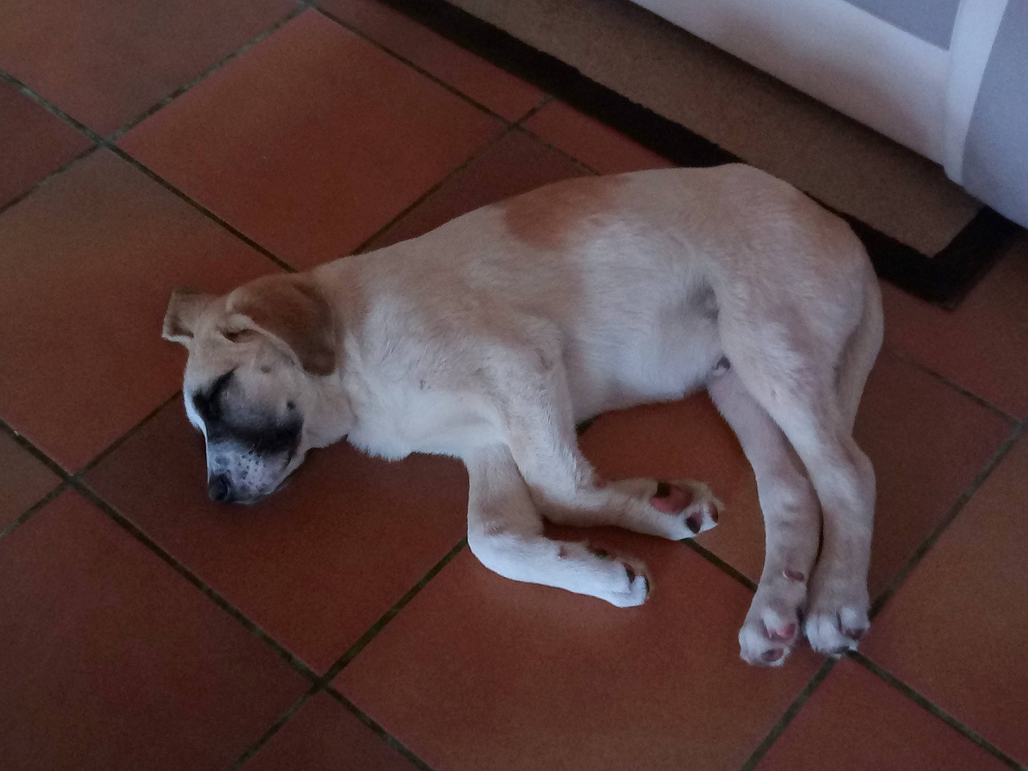 Bailey participe au concours pour gagner de l'argent avec cette photo : canidae, carnivore, collar, companion_dog, dog, dog_breed, dog_supply, fawn, floor, flooring, gun_dog, hardwood, non_sporting_group, paw, pet_supply, snout, tail, terrestrial_animal, wood, working_animal