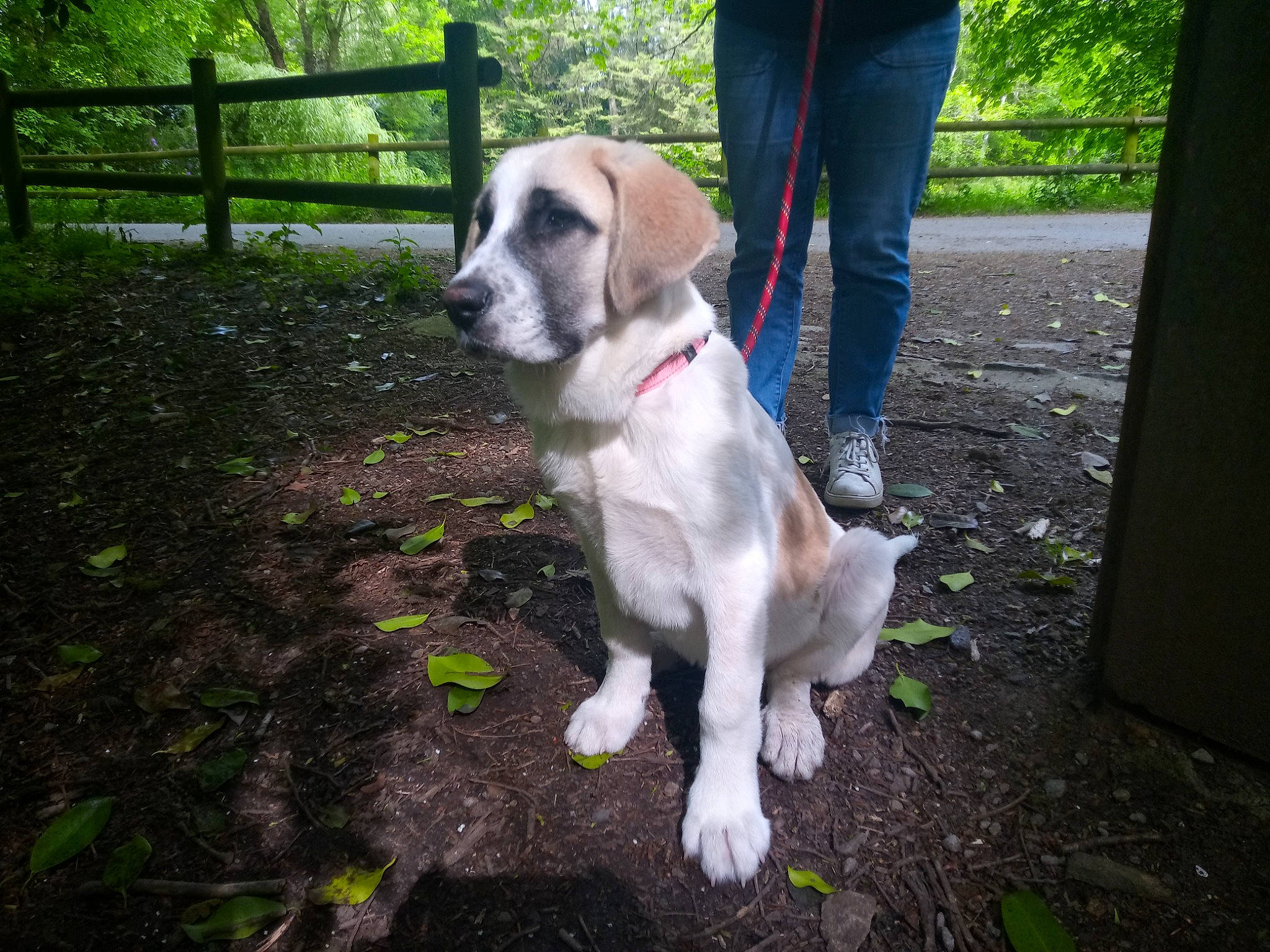 Bailey participe au concours pour gagner de l'argent avec cette photo : adventure, canidae, carnivore, collar, companion_dog, dog, dog_breed, dog_collar, dog_supply, fawn, fence, grass, leash, non_sporting_group, pet_supply, plant, sporting_group, tail, tree, working_animal
