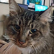 Thanos is registered to the contest to win money with this photo: cat, tabby, close_up, whiskers, face, ears, indoor, pet, feline, curious, eyes, fur, animal, portrait, domestic, mammal, household, background, computer_screen, blurred_background