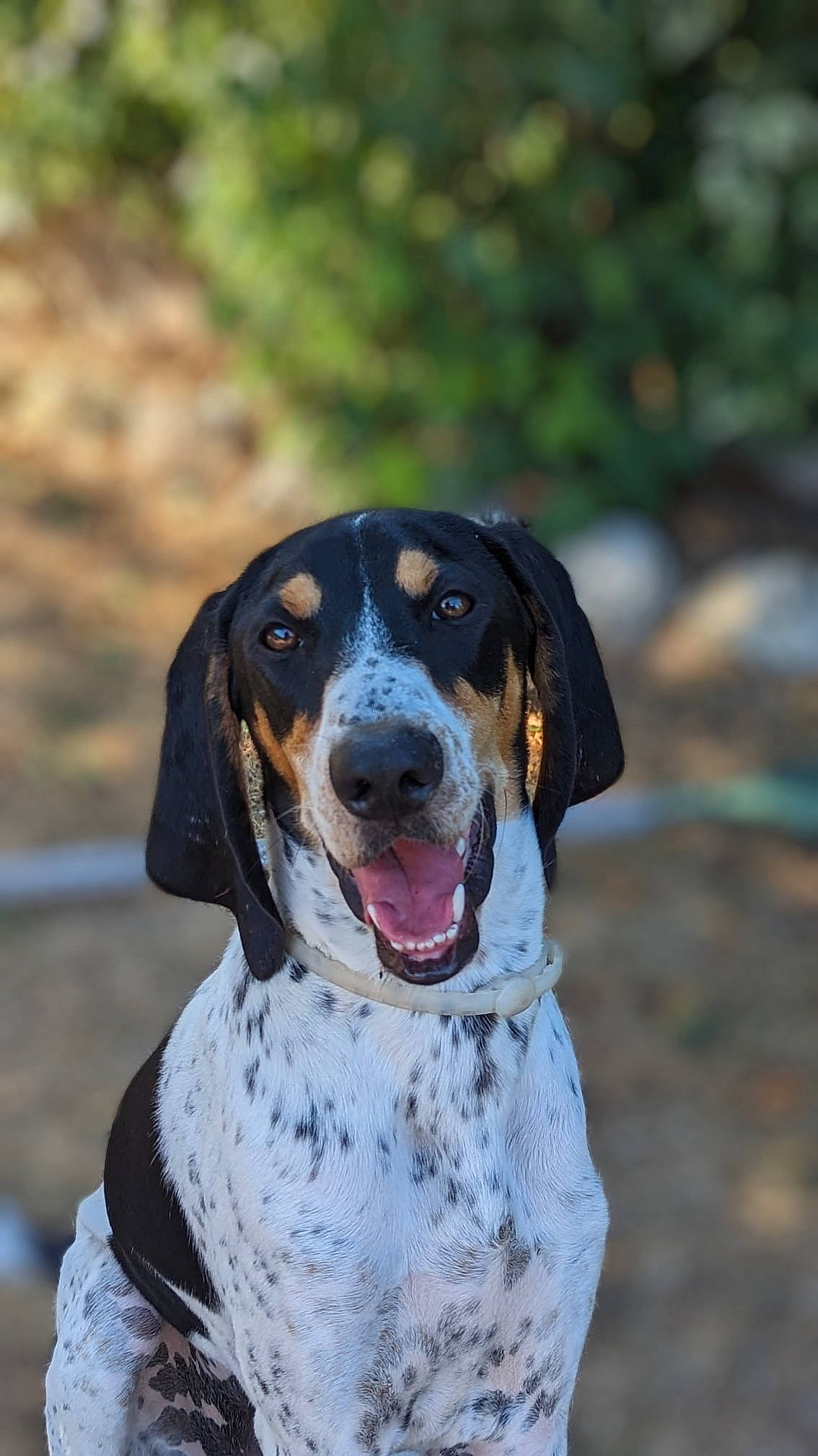 Timon a rejoint le concours — aidez-le/la à gagner de superbes lots ! canidae, carnivore, collar, companion_dog, dog, dog_breed, dog_supply, fur, hound, hunting_dog, scent_hound, snout, sporting_group, terrestrial_animal, working_animal, working_dog