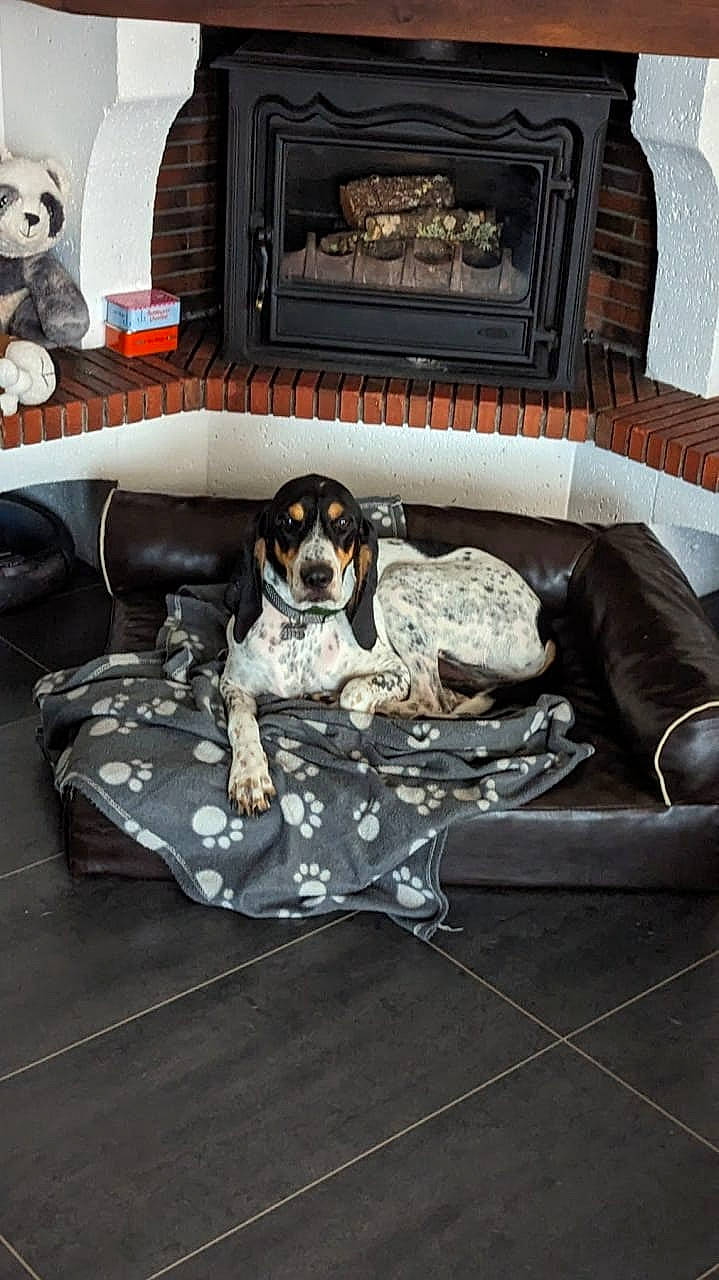 Timon participe au concours pour gagner de l'argent avec cette photo : canidae, car_seat, car_seat_cover, carnivore, collar, comfort, companion_dog, couch, dog, dog_breed, dog_supply, flooring, grey, living_room, room, sofa_bed, sporting_group, studio_couch, suitcase, toy