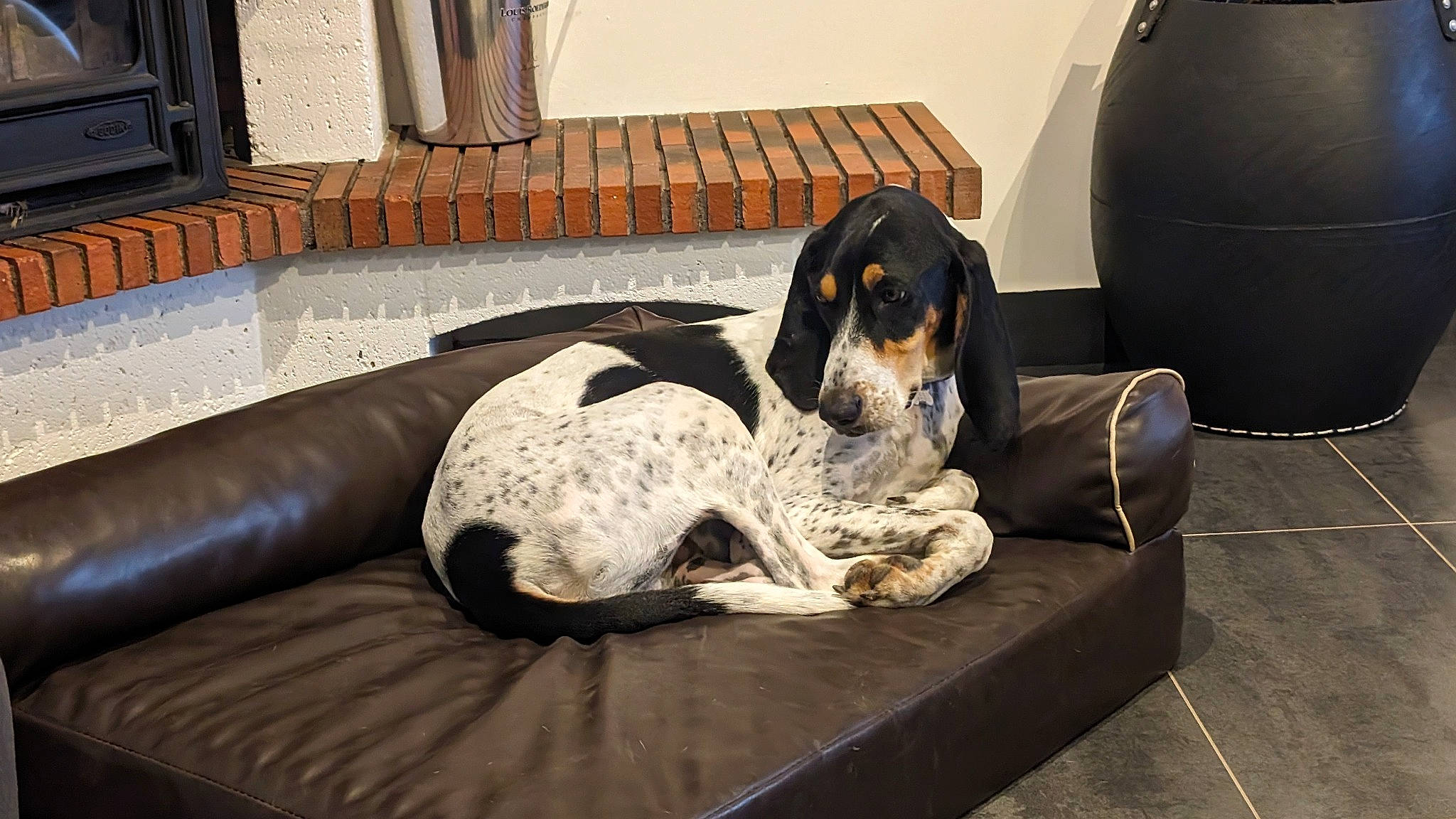 Timon participe au concours pour gagner de l'argent avec cette photo : bored, carnivore, chair, comfort, companion_dog, couch, dog, dog_breed, dog_supply, flooring, furniture, grey, living_room, pet_supply, room, sitting, snout, sporting_group, studio_couch, working_animal