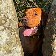 Finn joined the competition — help win amazing prizes! animal, brown_dog, canine, closeup, collar, daylight, dog, forest, greenery, happy, moss, nature, outdoor, pet, playful, portrait, rocks, sunlight, sunny, tongue_out