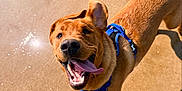 Finn is registered to the contest to win money with this photo: dog, running, beach, sand, sunlight, happy, tongue_out, outdoor, pet, canine, playful, animal, summer, daytime, active, muzzle, ears, shadow, water, harness