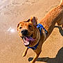 dog, running, beach, sand, sunlight, happy, tongue_out, outdoor, pet, canine, playful, animal, summer, daytime, active, muzzle, ears, shadow, water, harness