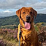 dog, golden_brown, leash, outdoor, flowers, purple_flowers, grass, hill, landscape, cloudy_sky, tongue_out, happy, pet, nature, canine, sitting, collar, scenic, summer, daylight