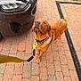 dog, leash, collar, brick_pavement, car, outdoor, pet, canine, brown_dog, vehicle, driveway, looking_up, yellow, close_up, sidewalk, curb, fur, ears, animal, domestic_animal