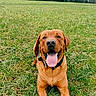Finn is registered to the contest to win money with this photo: animal, canine, collar, cute, daylight, dog, field, friendly, golden_brown, grass, greenery, happy, lying_down, mammal, nature, outdoor, pet, playful, summer, tongue_out