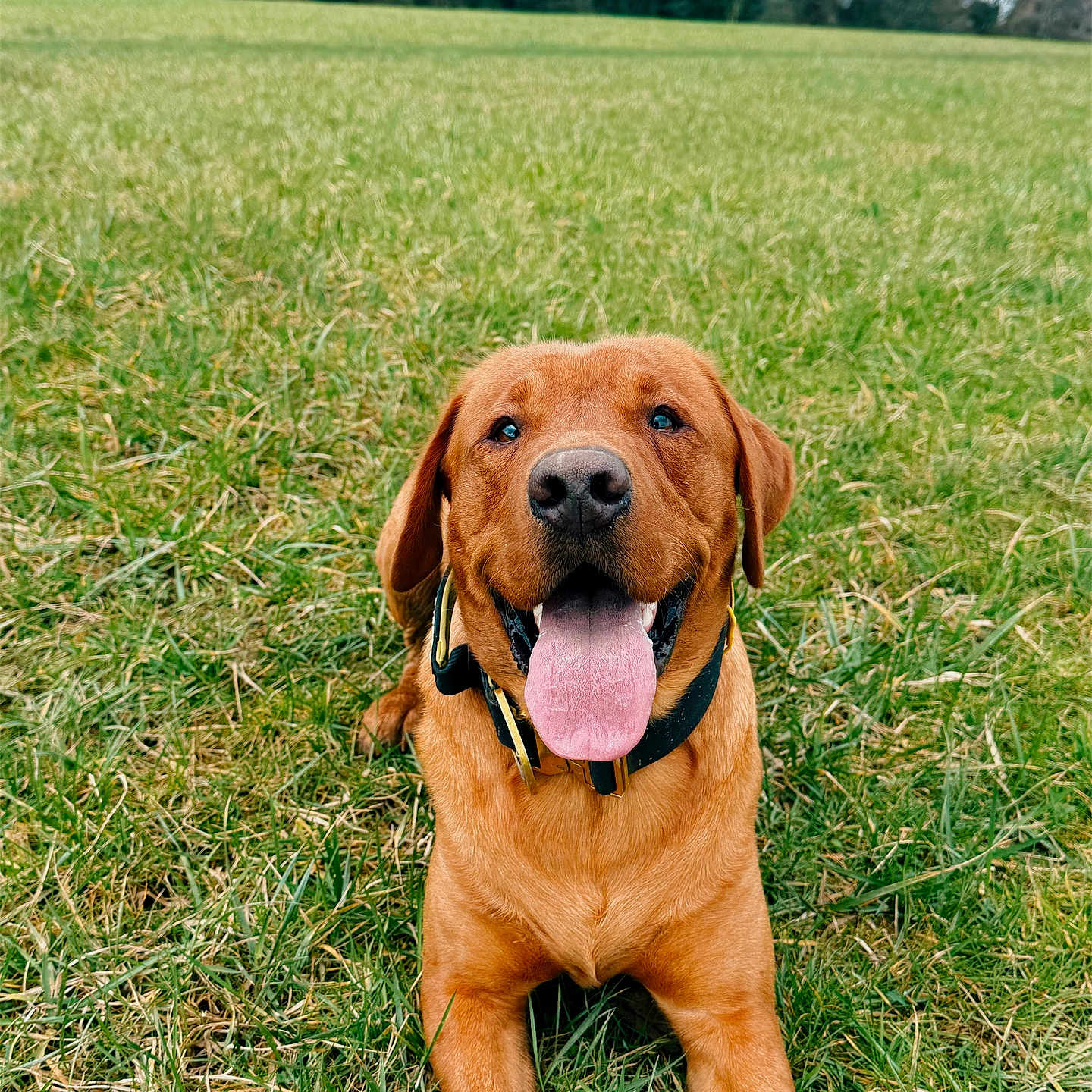 Finn