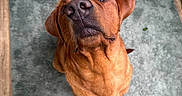 Finn is registered to the contest to win money with this photo: animal, brown_dog, canine, carpet, companion, curious, dog, domestic_animal, ear, floor, foot, green_rug, home, indoor, looking_up, nose, paw, pet, sock, wood_floor