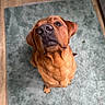 animal, brown_dog, canine, carpet, companion, curious, dog, domestic_animal, ear, floor, foot, green_rug, home, indoor, looking_up, nose, paw, pet, sock, wood_floor
