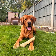 Finn is registered to the contest to win money with this photo: dog, bone, grass, outdoor, backyard, fence, shed, happy, tongue_out, canine, pet, nature, summer, greenery, animal, playful, mammal, domestic_animal, sunlight, garden