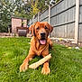 dog, bone, grass, outdoor, backyard, fence, shed, happy, tongue_out, canine, pet, nature, summer, greenery, animal, playful, mammal, domestic_animal, sunlight, garden