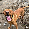 Finn is registered to the contest to win money with this photo: animal, beach, brown, canine, closeup, collar, dog, excited, fur, happy, muddy, nature, outdoor, pet, playful, rocks, sand, seaweed, standing, tongue