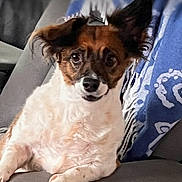 Lacy joined the competition — help win amazing prizes! dog, puppy, small_dog, pointy_ears, brown_and_white, short_hair, pet, animal, portrait, close_up, sitting, lounging, couch, sofa, pillow, indoor, home, blue_background, front_facing, cute