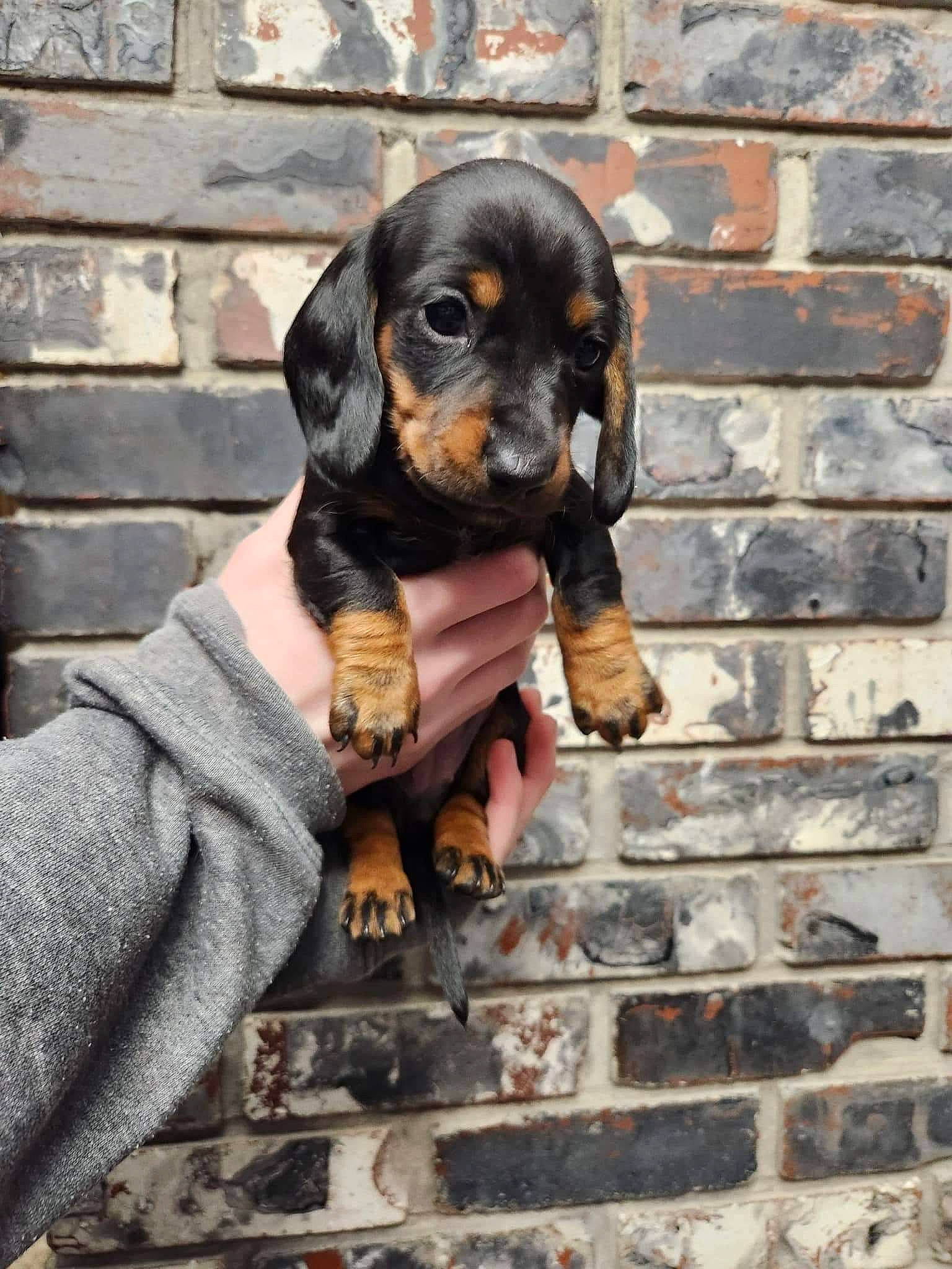 Daphne is registered to the contest to win money with this photo: brick, brickwork, canidae, carnivore, companion_dog, dog, dog_breed, guard_dog, hound, hunting_dog, liver, metal, mortar, snout, sporting_group, working_animal, working_dog