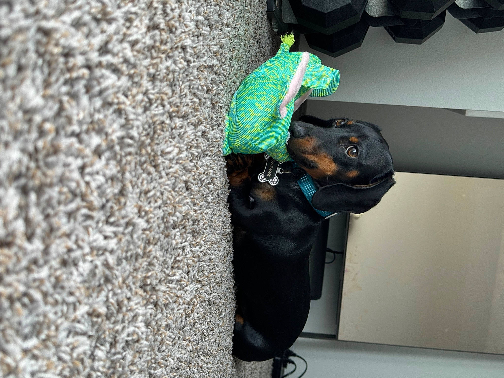 Daphne joined the competition — help win amazing prizes! asphalt, canidae, carnivore, collar, companion_dog, concrete, dog, dog_breed, dog_collar, dog_supply, electric_blue, fashion_accessory, hat, leash, personal_protective_equipment, pet_supply, road_surface, snout, sporting_group, working_animal