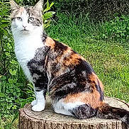 Suzy participe au concours pour gagner de l'argent avec cette photo : cat, calico, tree_stump, greenery, grass, outdoor, nature, animal, pet, fur, whiskers, ears, tail, sitting, plant, leaves, wildlife, daylight, mammal, curious