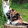 cat, calico, tree_stump, greenery, grass, outdoor, nature, animal, pet, fur, whiskers, ears, tail, sitting, plant, leaves, wildlife, daylight, mammal, curious