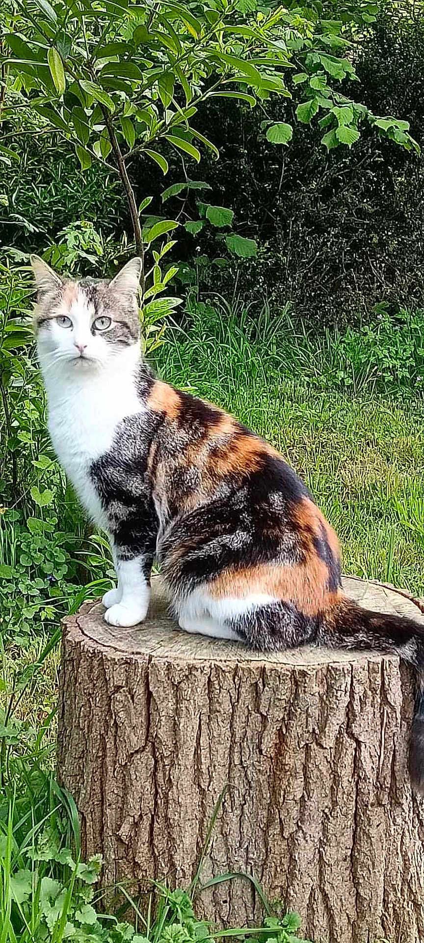 Suzy participe au concours pour gagner de l'argent avec cette photo : cat, calico, tree_stump, greenery, grass, outdoor, nature, animal, pet, fur, whiskers, ears, tail, sitting, plant, leaves, wildlife, daylight, mammal, curious