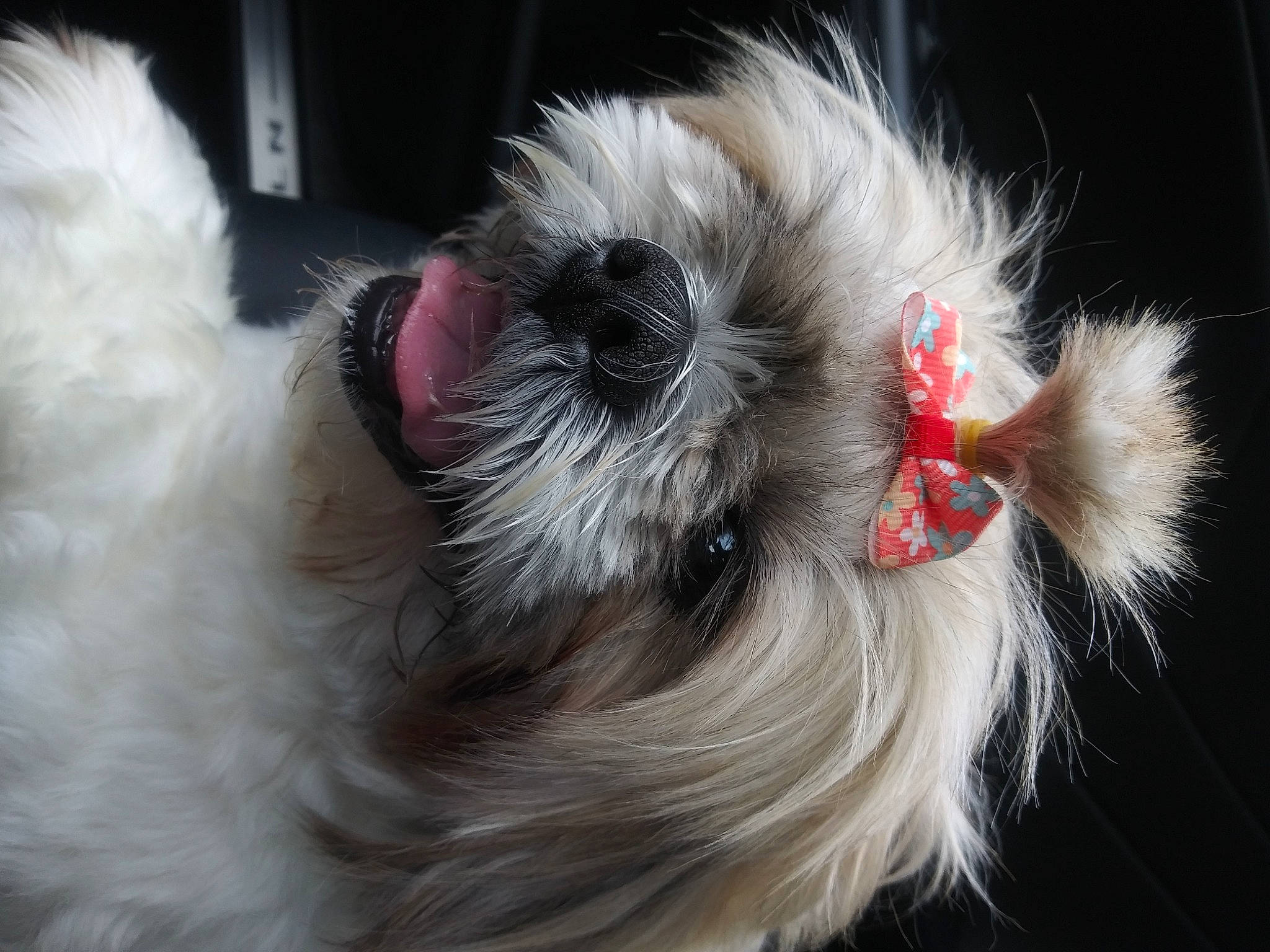 Chanel joined the competition — help win amazing prizes! canidae, carnivore, close_up, collar, companion_dog, dog, dog_breed, dog_collar, dog_supply, ear, eye, fawn, liver, pet_supply, snout, sporting_group, tail, toy_dog, whiskers, working_animal