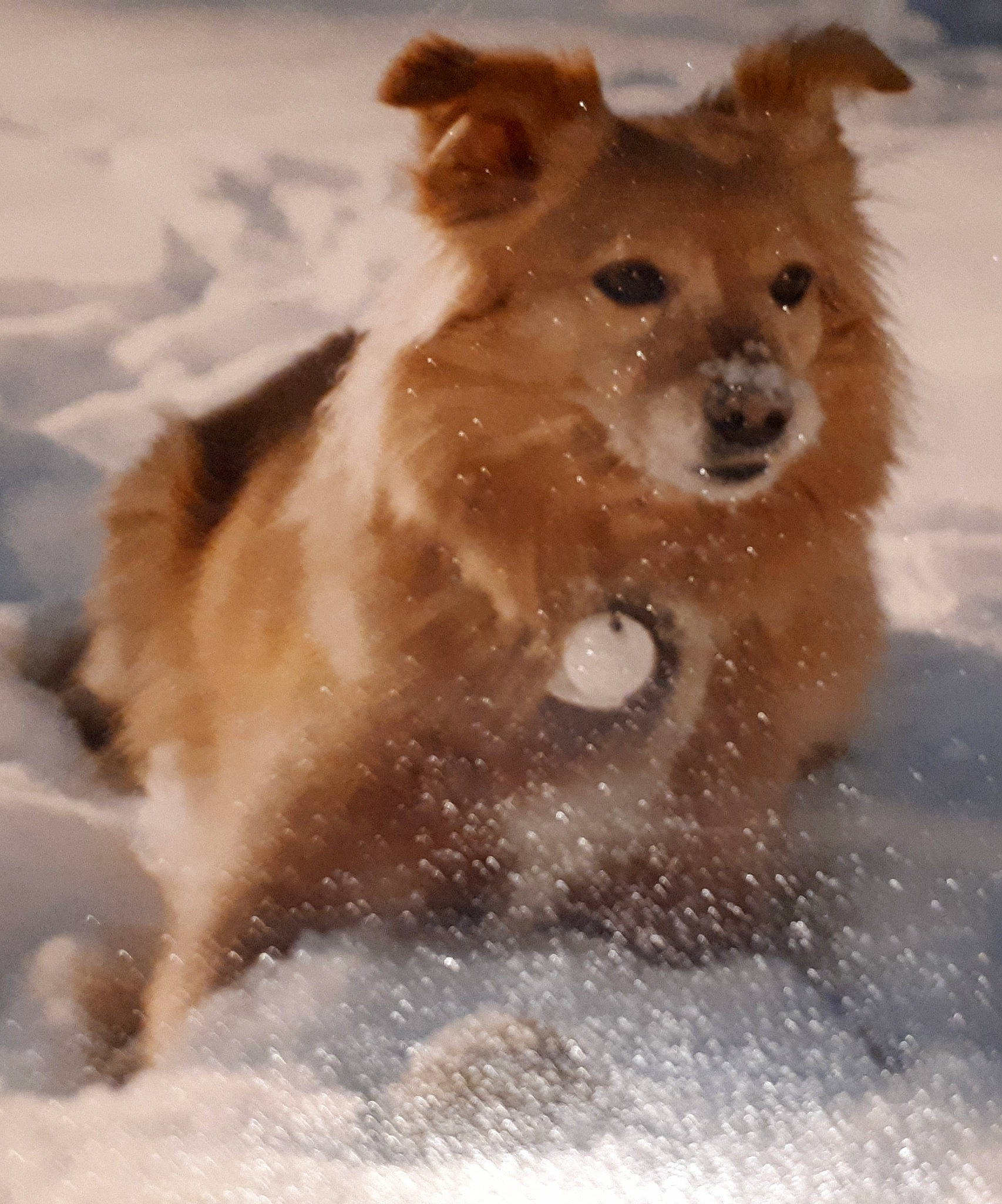 Muffin is registered to the contest to win money with this photo: ancient_dog_breeds, canidae, carnivore, companion_dog, dog, dog_breed, event, fawn, freezing, fur, german_spitz, liver, snout, snow, spitz, sporting_group, terrestrial_animal, whiskers, winter, working_animal