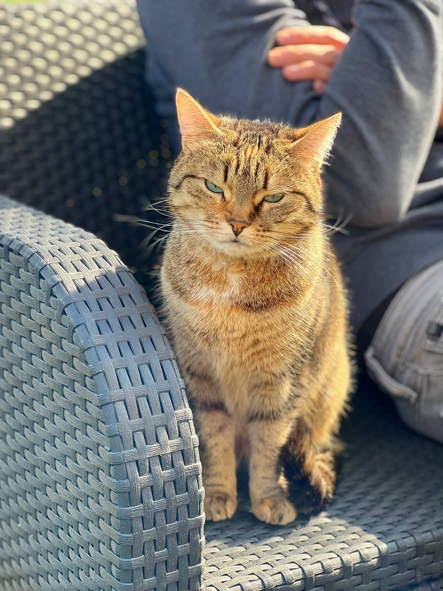 Tigrou a rejoint le concours — aidez-le/la à gagner de superbes lots ! carnivore, cat, claw, domestic_short_haired_cat, eye, fawn, felidae, fur, grass, human_leg, leg, paw, road_surface, small_to_medium_sized_cats, snout, tail, terrestrial_animal, tree, whiskers, wood