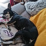 Myrtille participe au concours pour gagner de l'argent avec cette photo : animal, blanket, comfort, companion, couch, cozy, cute, dog, domestic, fur, home, indoor, living_room, pet, pillow, relaxed, resting, sleeping, small_dog, two_dogs