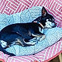 animal, black_and_white, chair, collar, comfort, cozy, cushion, dog, fur, nap, outdoor, patterned, paw, pet, pink, quiet, relaxing, resting, sleeping, small_dog