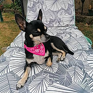 Myrtille participe au concours pour gagner de l'argent avec cette photo : animal, backyard, black_dog, canine, daylight, dog, ear_up, garden, grass, lounge_chair, nature, outdoor, patterned_fabric, pet, pink_bandana, relaxed, resting, side_view, small_dog, summer