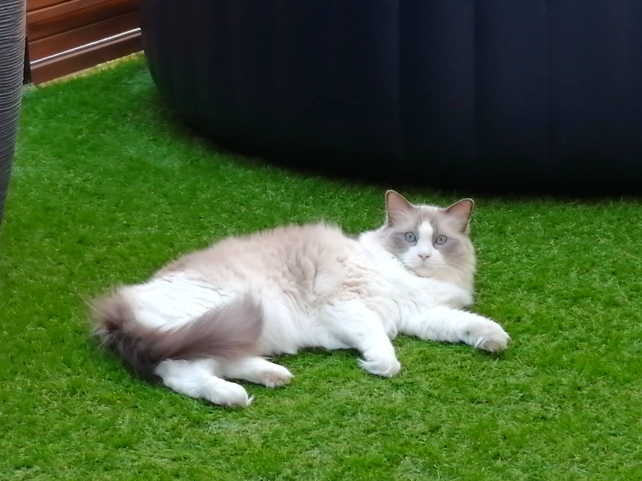 O'Malley a rejoint le concours — aidez-le/la à gagner de superbes lots ! carnivore, cat, domestic_short_haired_cat, fawn, felidae, fur, grass, grassland, groundcover, herb, pasture, paw, plant, small_to_medium_sized_cats, snout, tail, terrestrial_animal, whiskers