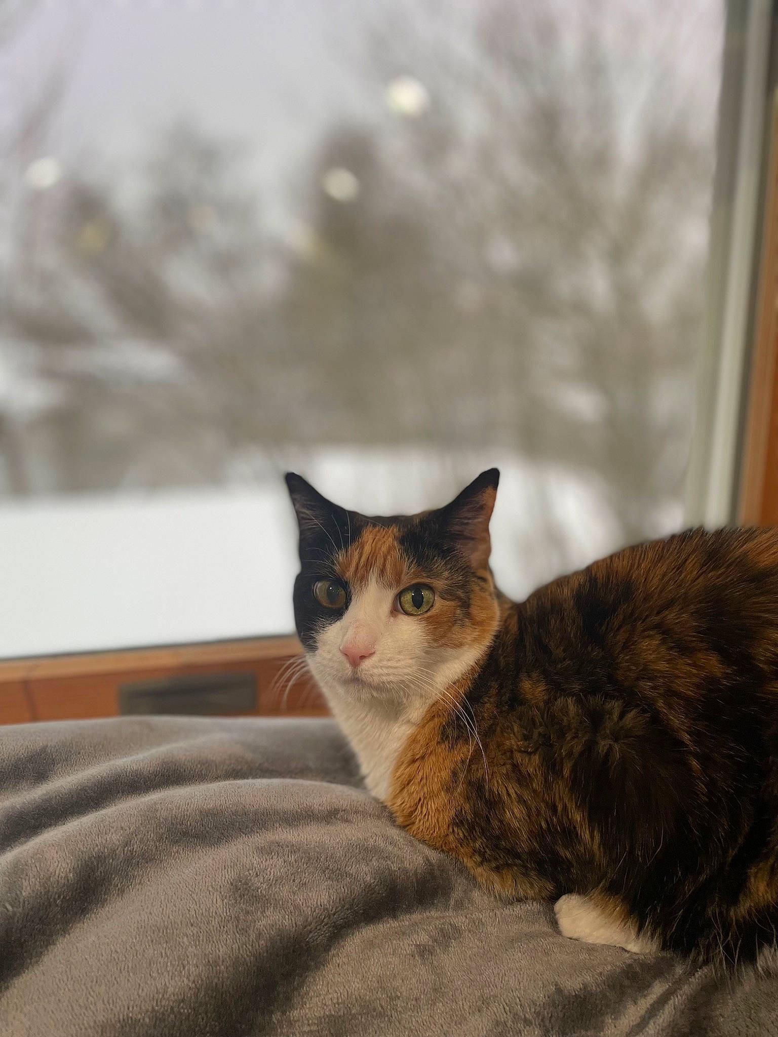 Buffy is registered to the contest to win money with this photo: brown, carnivore, cat, comfort, domestic_short_haired_cat, fawn, felidae, fur, paw, sitting, small_to_medium_sized_cats, snout, tail, terrestrial_animal, tree, whiskers, wildlife, window, winter, wood