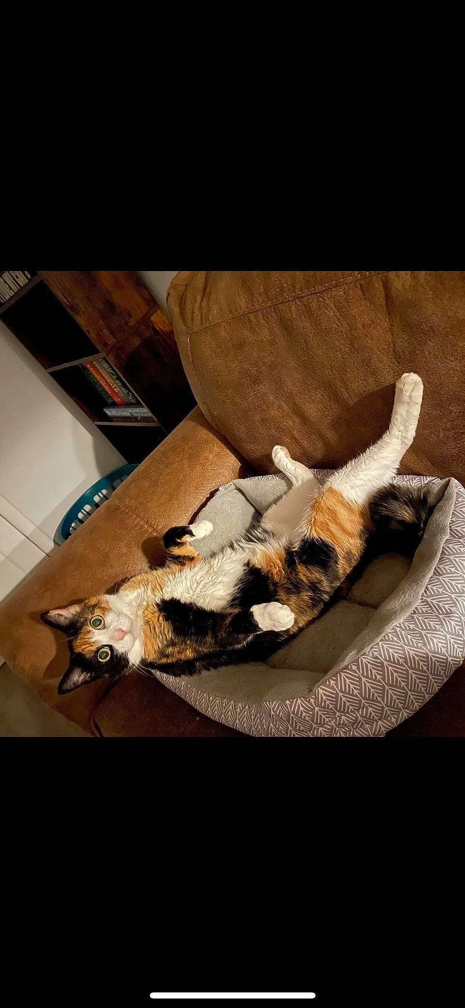 Buffy is registered to the contest to win money with this photo: canidae, carnivore, cat, cat_supply, comfort, companion_dog, domestic_short_haired_cat, fawn, felidae, fur, hardwood, linens, nap, paw, room, small_to_medium_sized_cats, sporting_group, tail, whiskers, wood