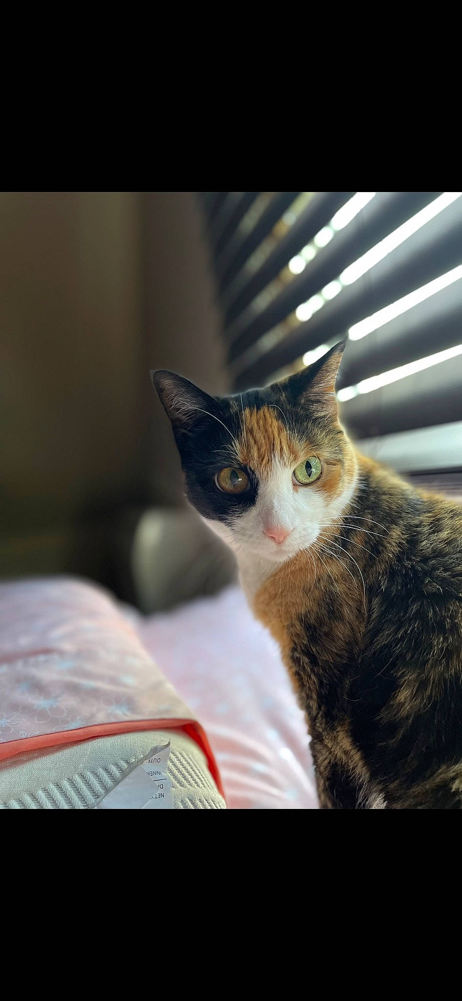 Buffy joined the competition — help win amazing prizes! carnivore, cat, comfort, domestic_short_haired_cat, eye, felidae, fur, iris, paw, small_to_medium_sized_cats, snout, tail, tree, whiskers, wildlife, window